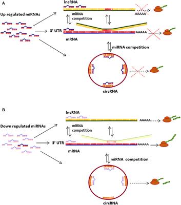 The Role of microRNAs, Long Non-coding RNAs, and Circular RNAs in Cervical Cancer